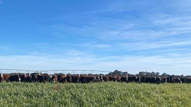innovacion, riesgo y oportunidad en el agro argentino