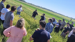 cultivo de trigo 2026/27: claves para encarar una campana dificil