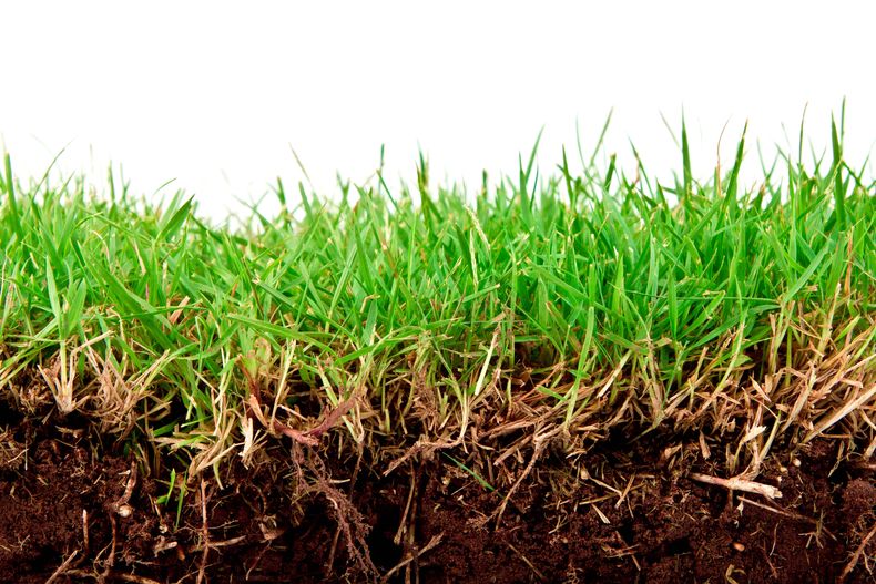 fresh-spring-green-grass-with-soil-isolated-on-white-background baja.jpg
