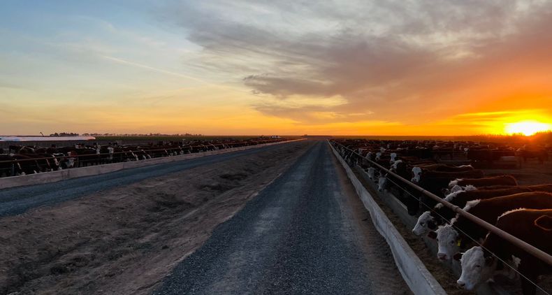 Actualmente, el 40% de la superficie es ganadera. El rodeo incluye un plantel de 1400 madres y el resto se destina a recría a campo y engorde en feedlot, con un promedio de carga de entre 4500 y 5000 cabezas mensuales.