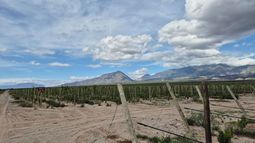 buenas y malas noticias: la region crea valles cordilleranos presento su estimacion de cosecha 2026 de olivos, nogales y vid