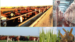 carne, valor agregado e integracion como herramientas potenciadoras de negocios