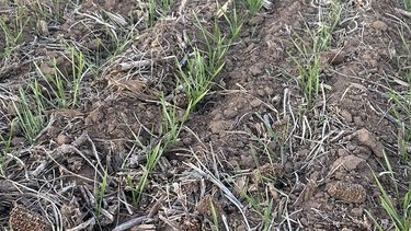 fertilizacion eficiente en trigo con urea incorporada: numeros que asombran