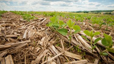 rotaciones agricolas: mas rinde y mejores suelos