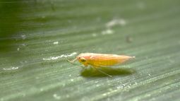 chicharrita del maiz: sorpresas con los analisis de insectos infectados con spiroplasma