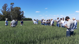 cultivo de trigo en la region crea sur de santa fe: radiografia de una campana historica