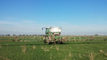 trigo: ensayos crea 2024/25 en la region norte de santa fe