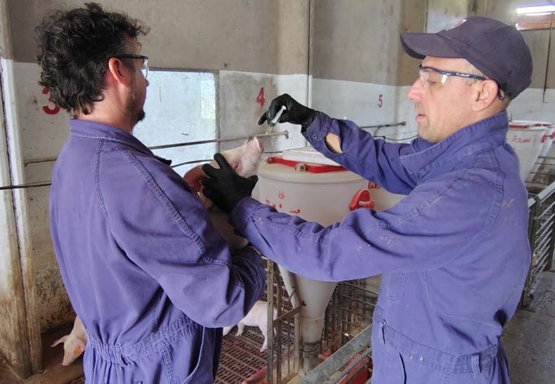 El uso de antibióticos también está condicionado por regulaciones y categorías técnicas que determinan qué moléculas pueden utilizarse en animales.