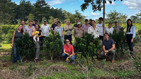 Yerba mate CREA Misiones
