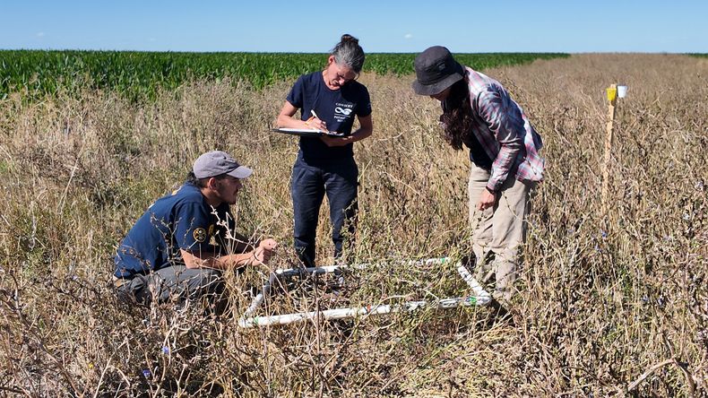 Investigadores del IRNAD monitorearon en Monte Hermoso la incidencia de insectos benéficos y malezas en corredores biológicos y los lotes agrícolas.