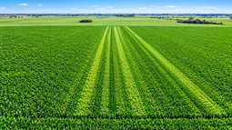 Ensayos cultivo de maíz 2025/26 región CREA Córdoba norte