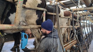 innovacion: una nueva alternativa para combatir la mastitis