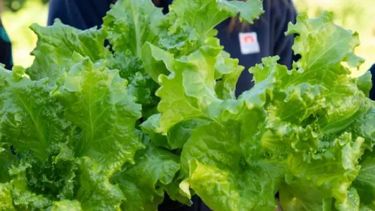 asi son los suelos de mi pais: un hallazgo de fertilizacion sostenible con desechos organicos
