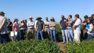 grupo a campo ensayo cultivo de soja