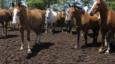 recaudos por tener en cuenta ante la reaparicion de la encefalomielitis equina