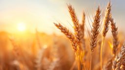 flash de mercados: informe de granos al 29/05/25 - trigo