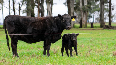 Vaca y ternero encuesta sea crea ganaderia