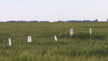 trigo: ensayos crea 2023/24 en la region sudoeste