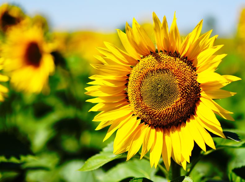 GIRASOL-Ensayos-comparativos-de-rendimiento-2024
