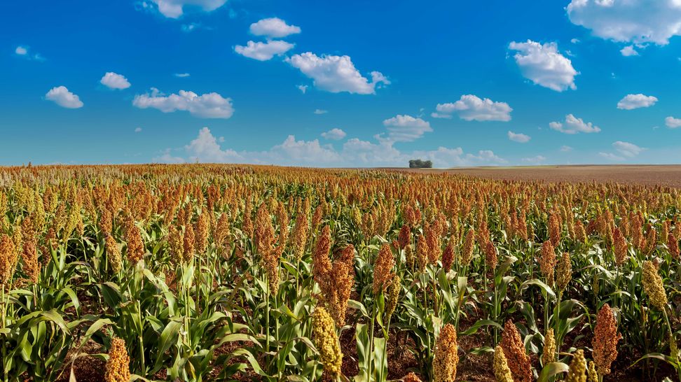 Sorgo. Ensayos Santa Fe Centro