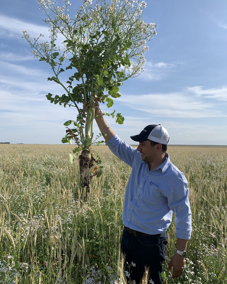 El nabo forrajero se destaca como un cultivo de servicio con grandes raíces y tubérculos, que ayuda a mejorar la infiltración del suelo.