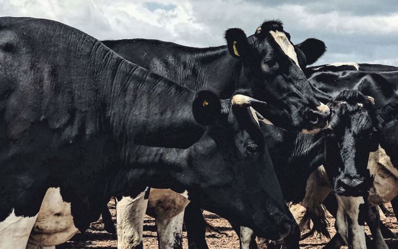 Vacas del tambo del Arenal en Rosario de la Frontera (Salta)