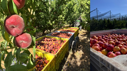 fruticultura: tercera generacion de una empresa familiar en un negocio no apto para improvisados