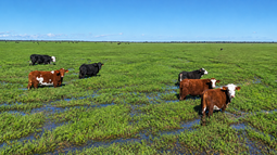 Vacas a campo negocio ganadero recría en región CREA Norte de Santa Fe
