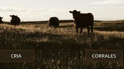 tablero de control para la ganaderia: una herramienta para la toma de decisiones