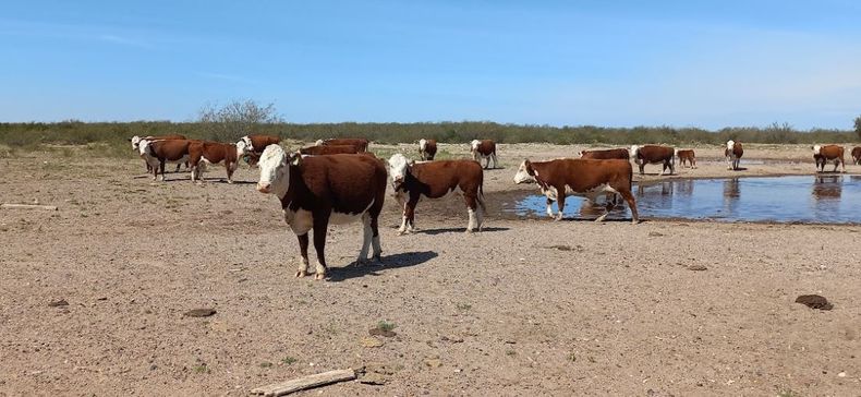 Ganader&iacute;a en R&iacute;o Negro