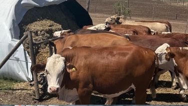 recria con capitalizacion de hacienda: una alternativa atractiva en la actual coyuntura