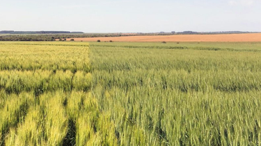 proyecto brechas: una hoja de ruta hacia los rindes alcanzables
