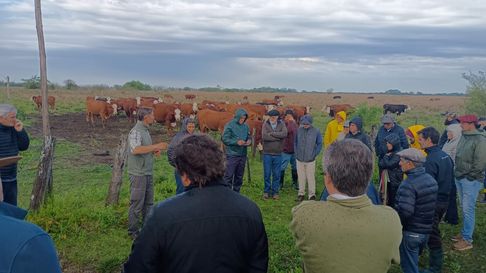 Pastoreo rotatinuo: una estrategia para producir más carne por hectárea