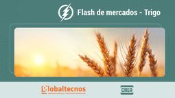 flash de mercados: informe de granos al 25/09/25 - trigo: asi fue la dinamica sin derechos de exportacion