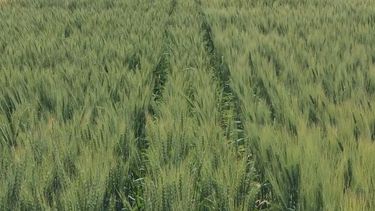 brechas de rendimiento en el cultivo de trigo ¿que tan lejos estamos del potencial alcanzable?