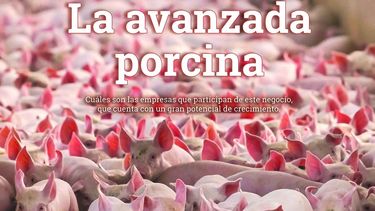 Revista CREA N° 496 - La avanzada porcina
