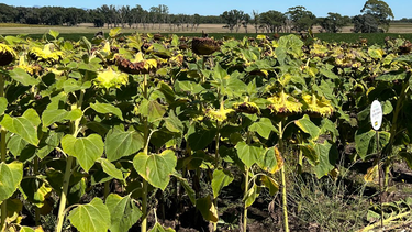 girasol en la region oeste arenoso: claves para lograr cultivos exitosos