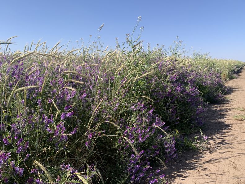 Cultivo multiespecie, que incluye centeno, triticale, vicia, nabo, lino y coriandro. La imagen muestra el volumen de materia verde que se puede alcanzar con cultivos de cobertura para impedir el avance de malezas resistentes.