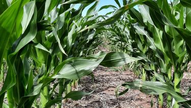 Cultivo de maíz región CREA Oeste