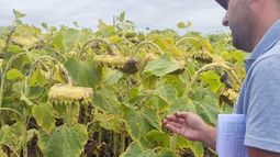 gira tecnica en el sur de santa fe: resultados de maiz y girasol