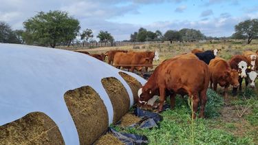 sostenibilidad agropecuaria: la ganaderia como aliado de sistemas agricolas resilientes