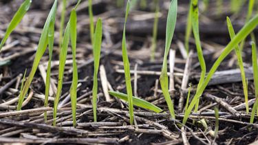 fertilizacion: sin el impuesto pais ganan todos