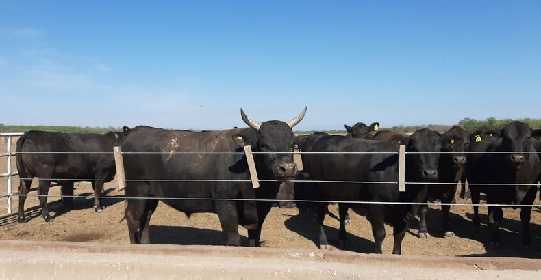 Wagyu en Santiago del Estero