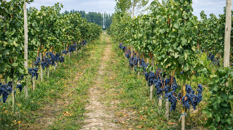 La finca cuentan con dos viñedos diferenciados: uno con un esquema tradicional, y otro con manejos orgánicos y biodinámicos.
