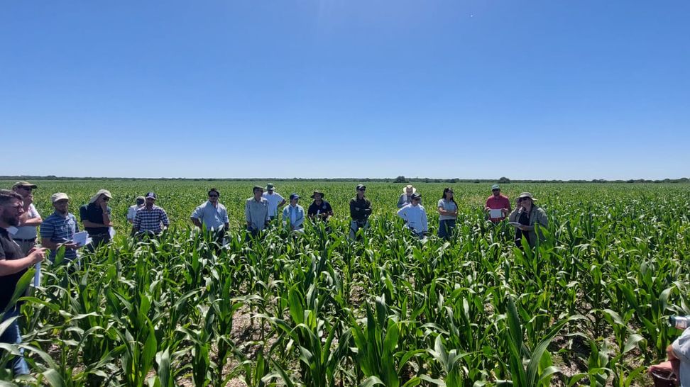 Resultados de ensayos cultivo de maíz 2025/26 región CREA Litoral sur