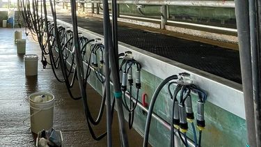 buenas practicas lecheras: un factor clave para las empresas tamberas