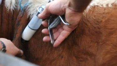 sanidad animal: pautas para controlar sarna