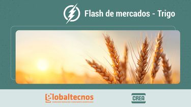 flash de mercados: informe de granos al 25/09/25 - trigo: asi fue la dinamica sin derechos de exportacion