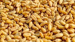 Flash de mercados: la producción se vio afectada por el clima y la expansión de la chicharrita.