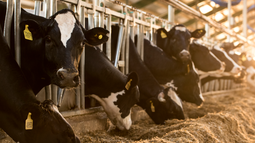 Vacas tambo nota silaje